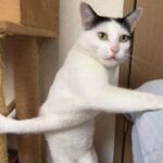 南宫28的地方特产与购物指南 h33grxmm