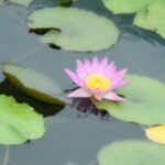 南宫棋下平台的优势与特色分析 hio7ccd