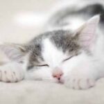 南宫旗下PG的市场份额与行业地位分析 kygnw1r1s9