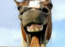 如何通过ng导航实现多语言网站的切换